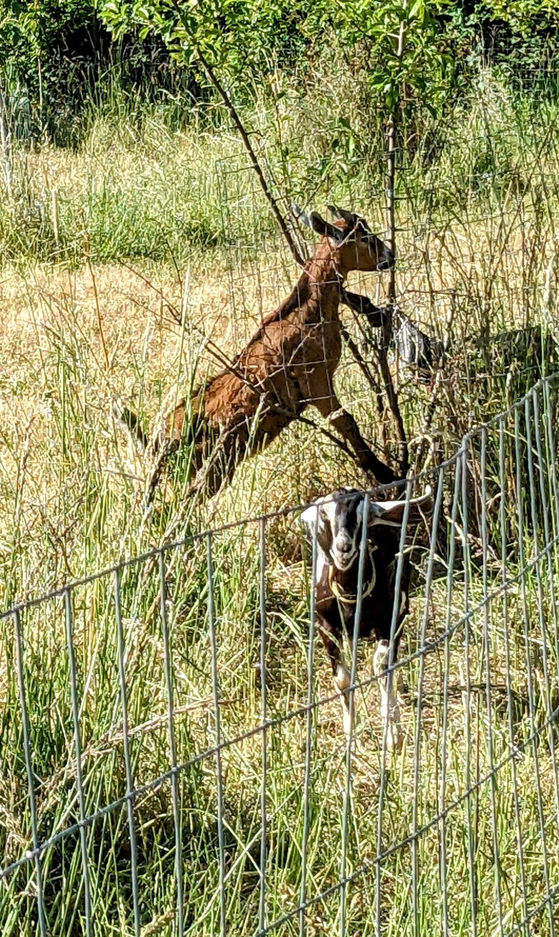 Goats at work pruning the trees