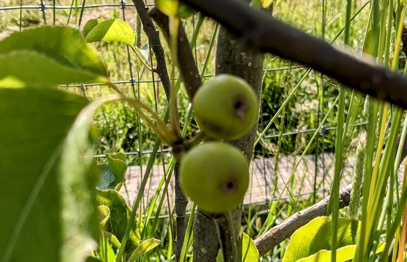 Asian pear on Cedar Lane