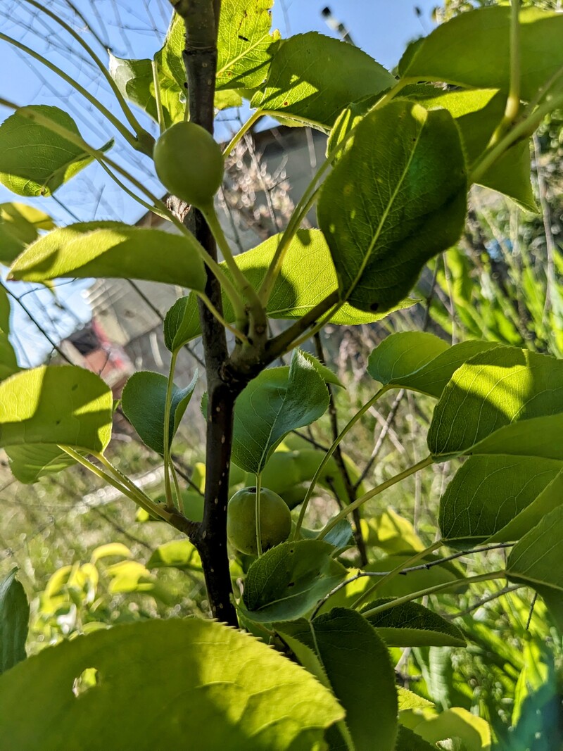 Asian pear on Cedar Lane