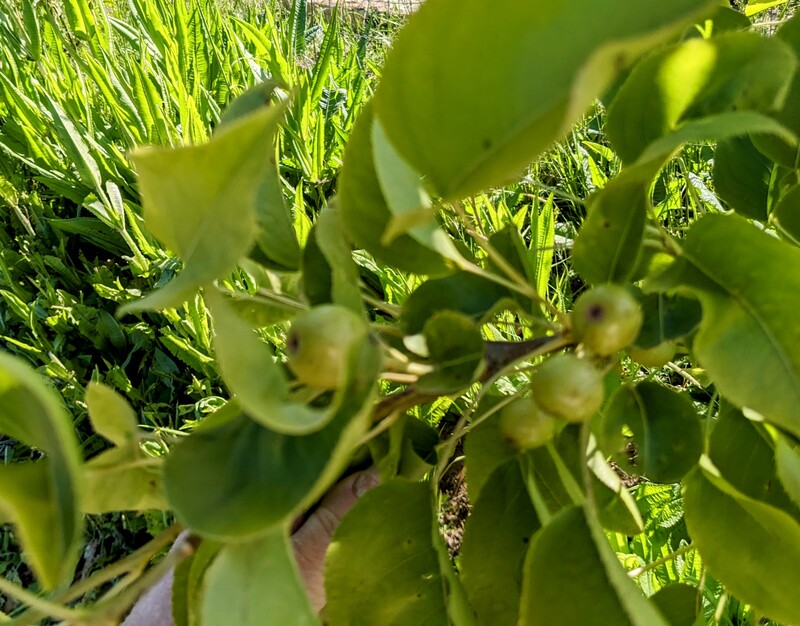 Asian pear on Cedar Lane