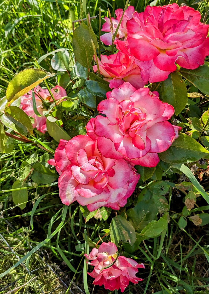 rose bush in bee garden