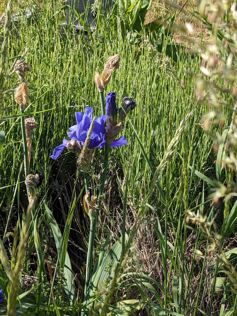 iris in bee garden