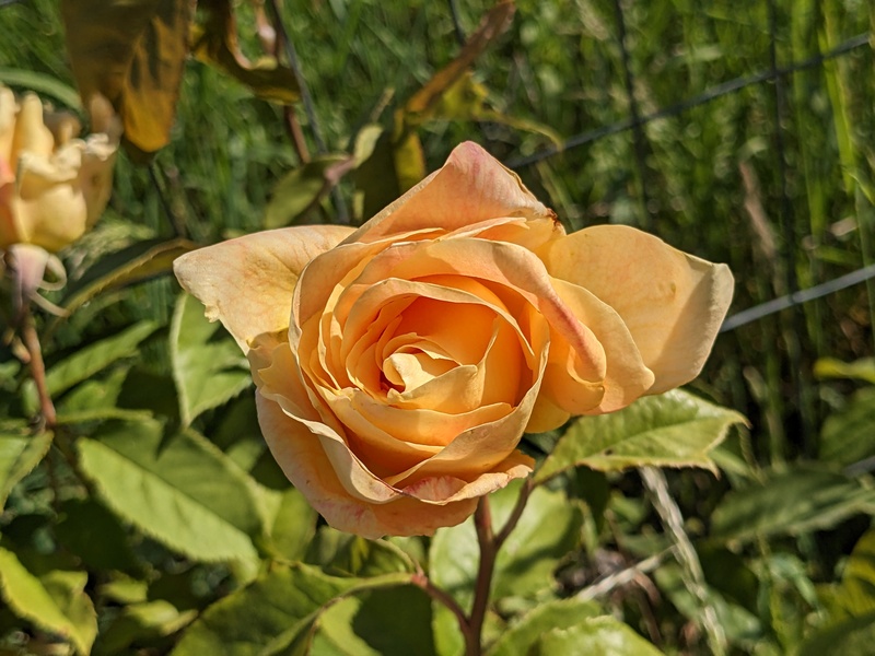 rose in bee garden
