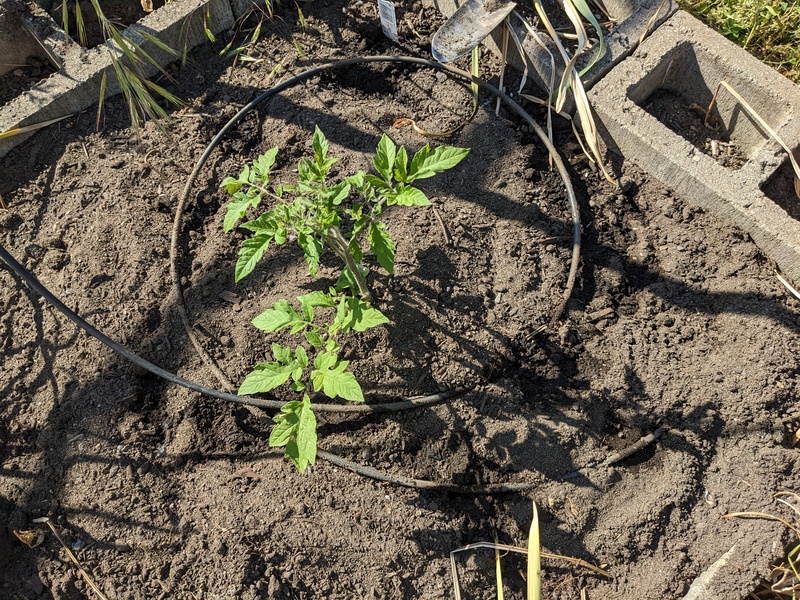 Tomato, Oregon?