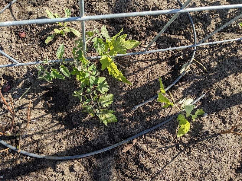 Tomato Oregon?