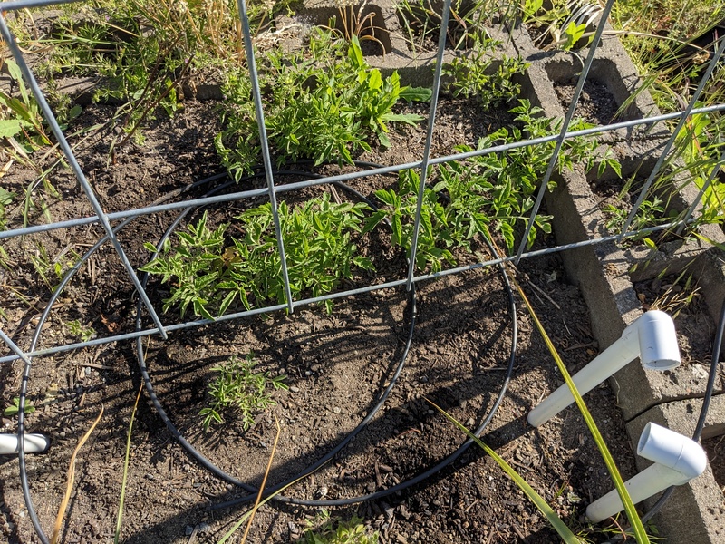 last year's red cherry tomatoes