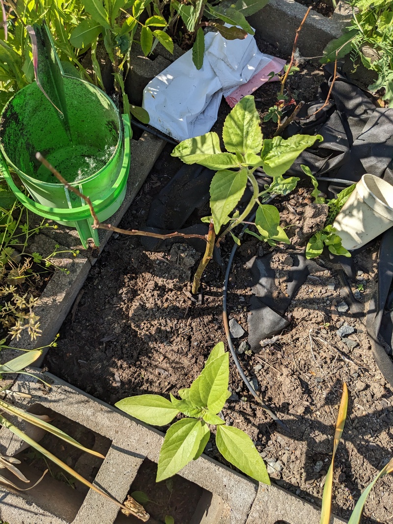 last year's sunflower seeds sprouted.