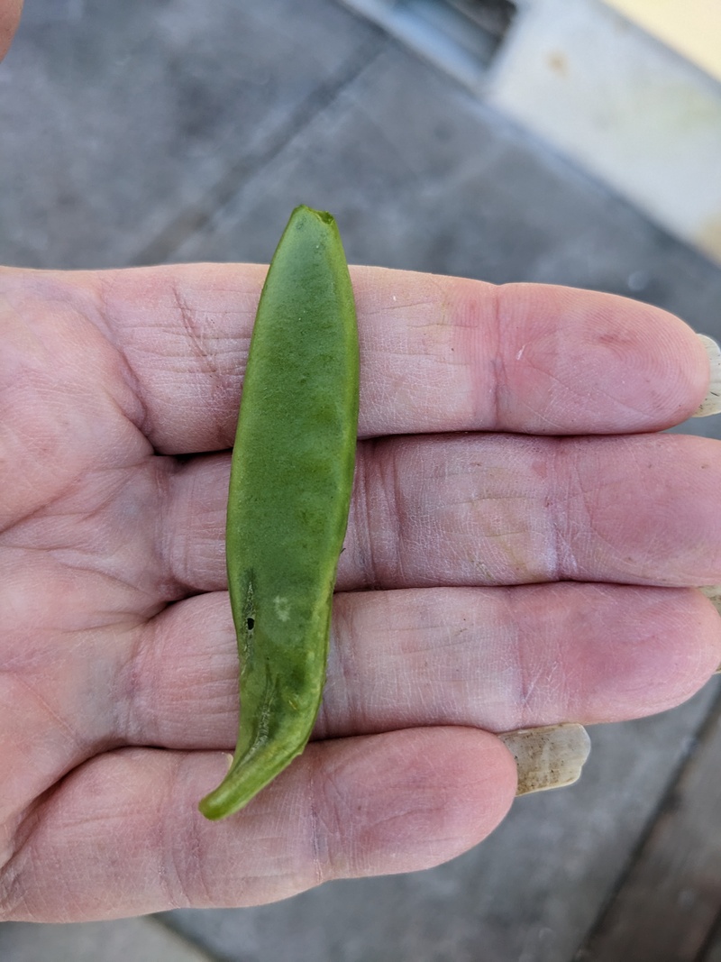 First pea pod of the season