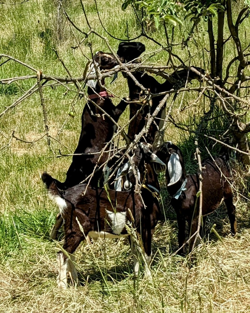 Goats at work pruning the trees