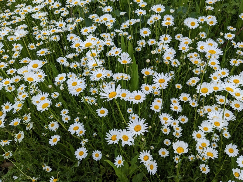 Beautiful Shasta Daisies.