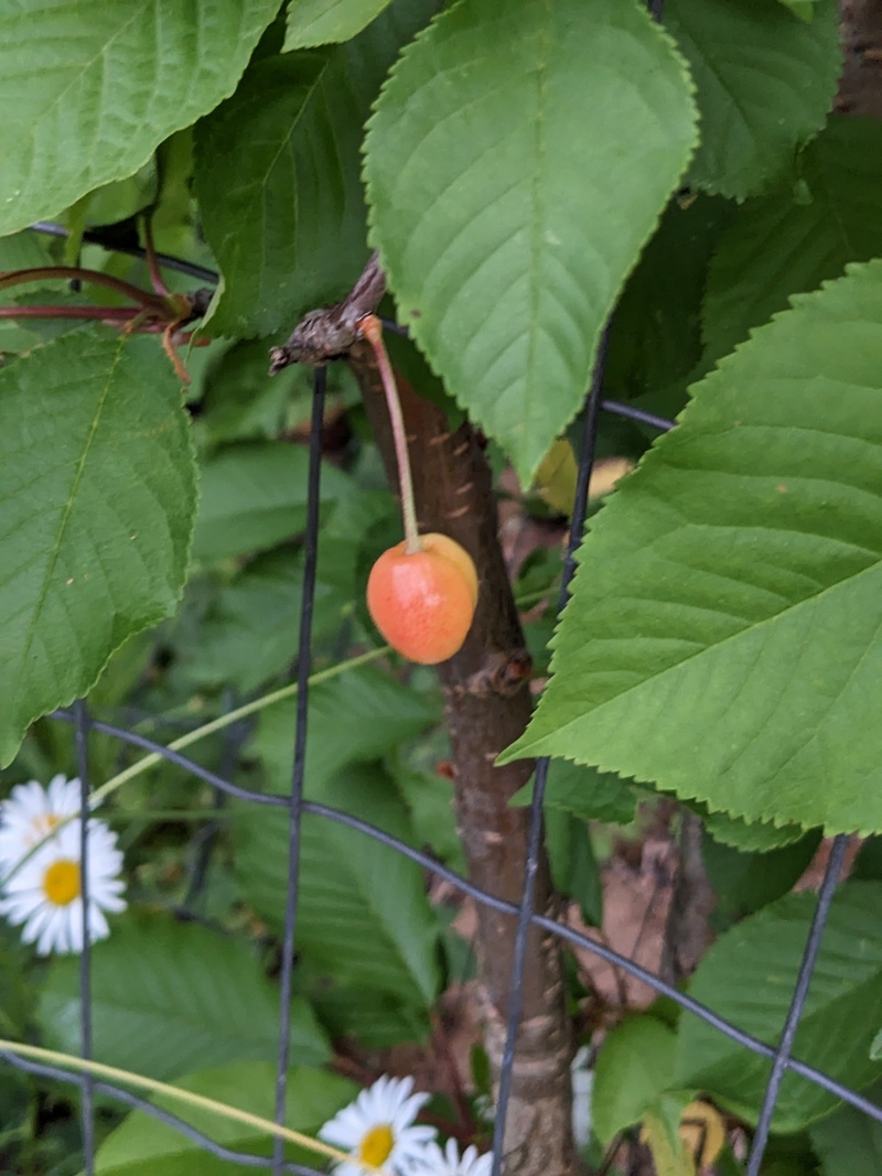 This new tree had two cherries.