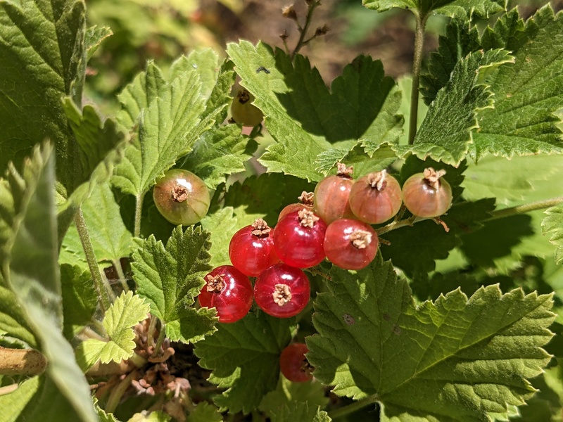 Don't these look tasty?. Red currents