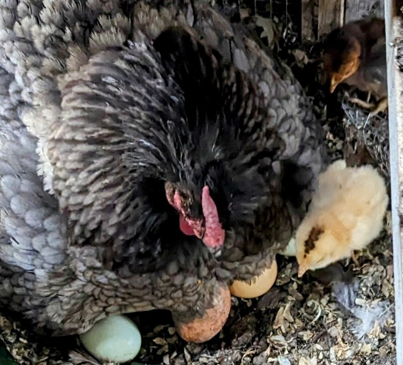 Miss Broody still sitting on eggs.