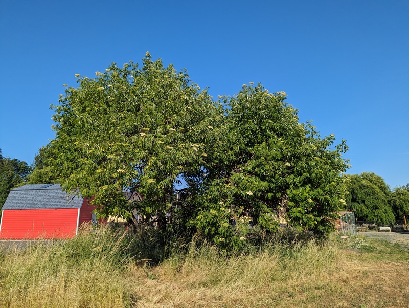 The elderberry tree is blooming.