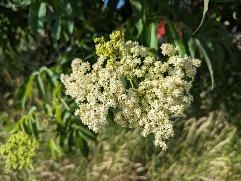 the elderberry tree's blossoms.