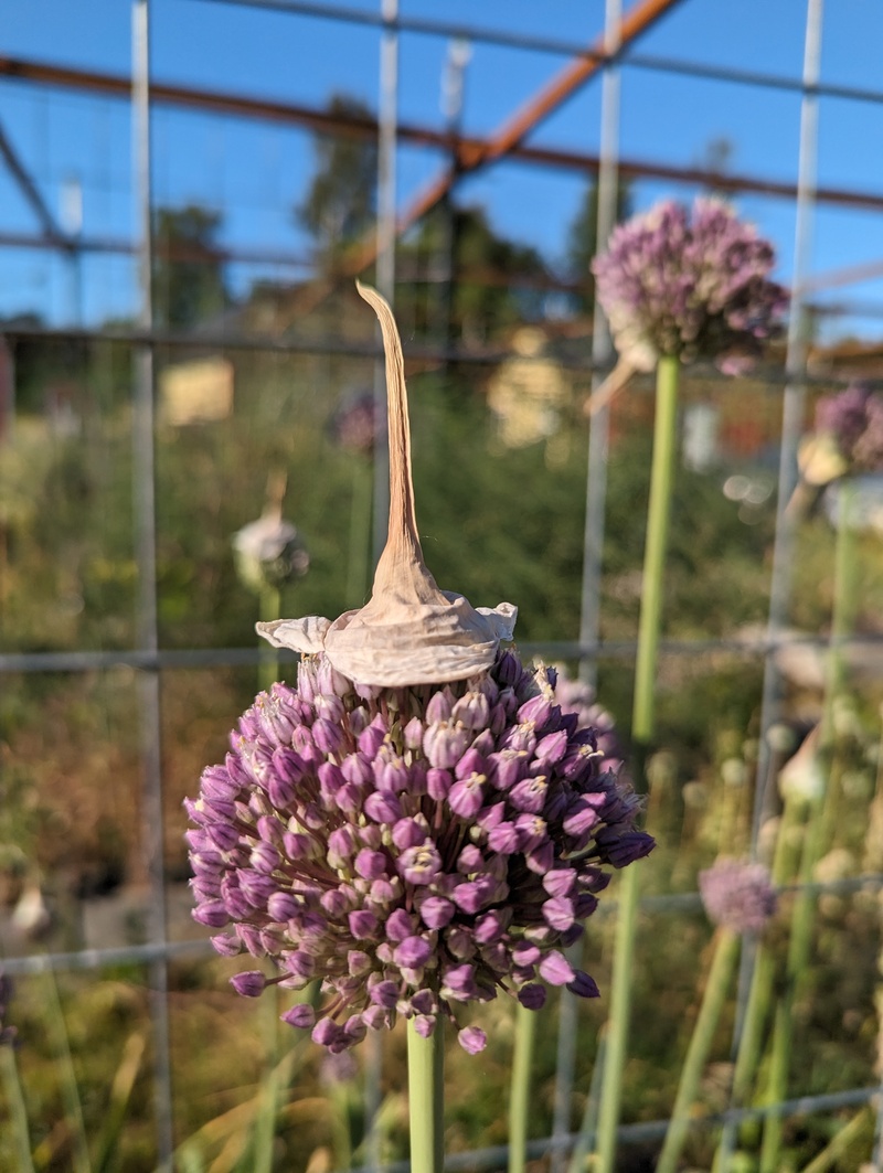 garlic with cap. Isn't it cute?