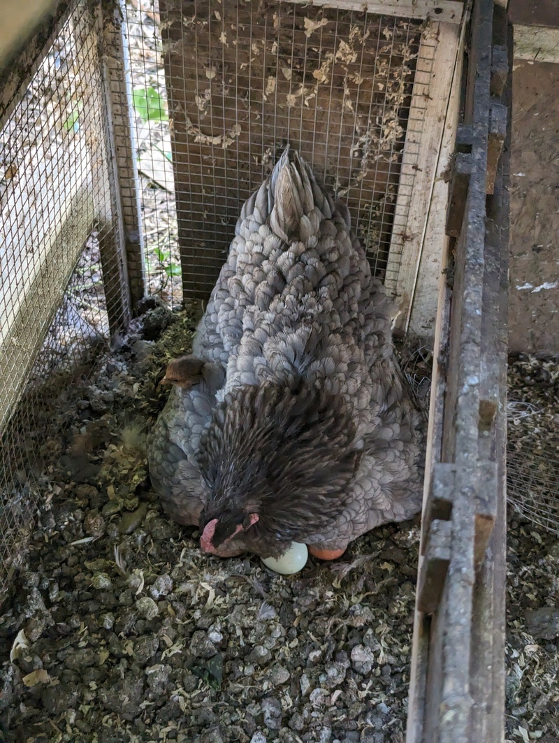 Wright sticking head out of Miss Broody's wing.