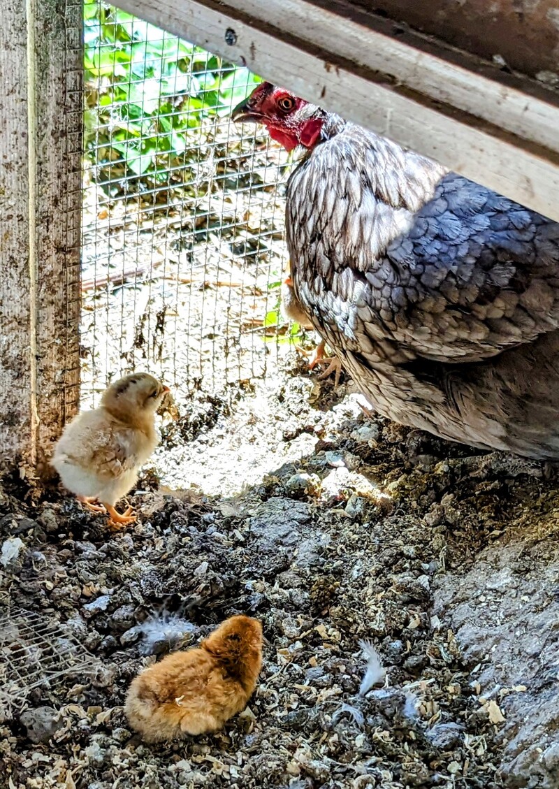 Mohawk, Tutu, Miss Broody