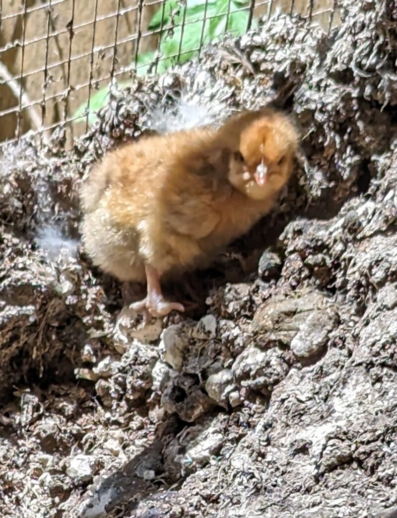 Chick #3: Tutu.