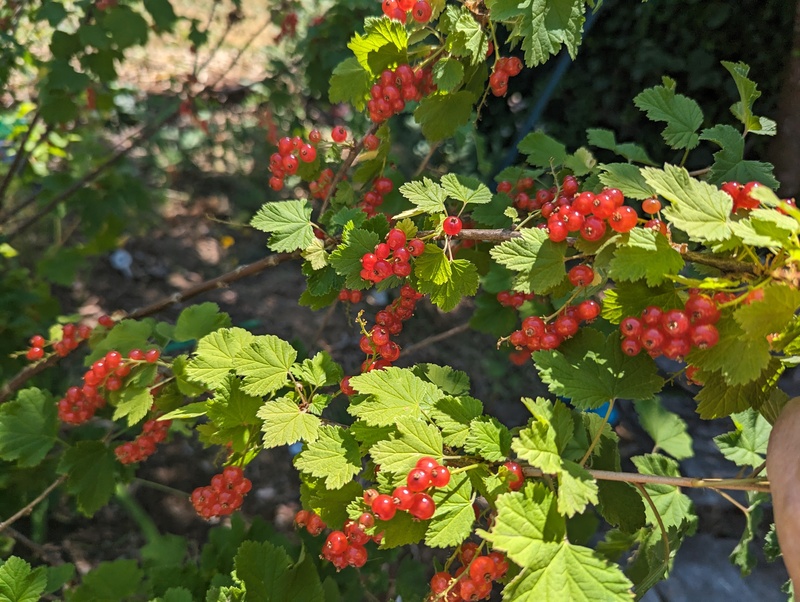 Red currants.