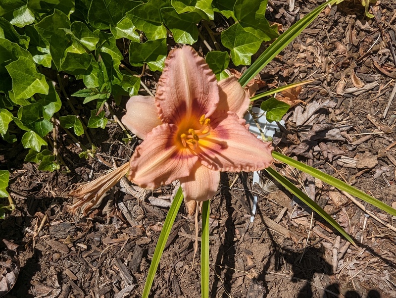 Daylily.