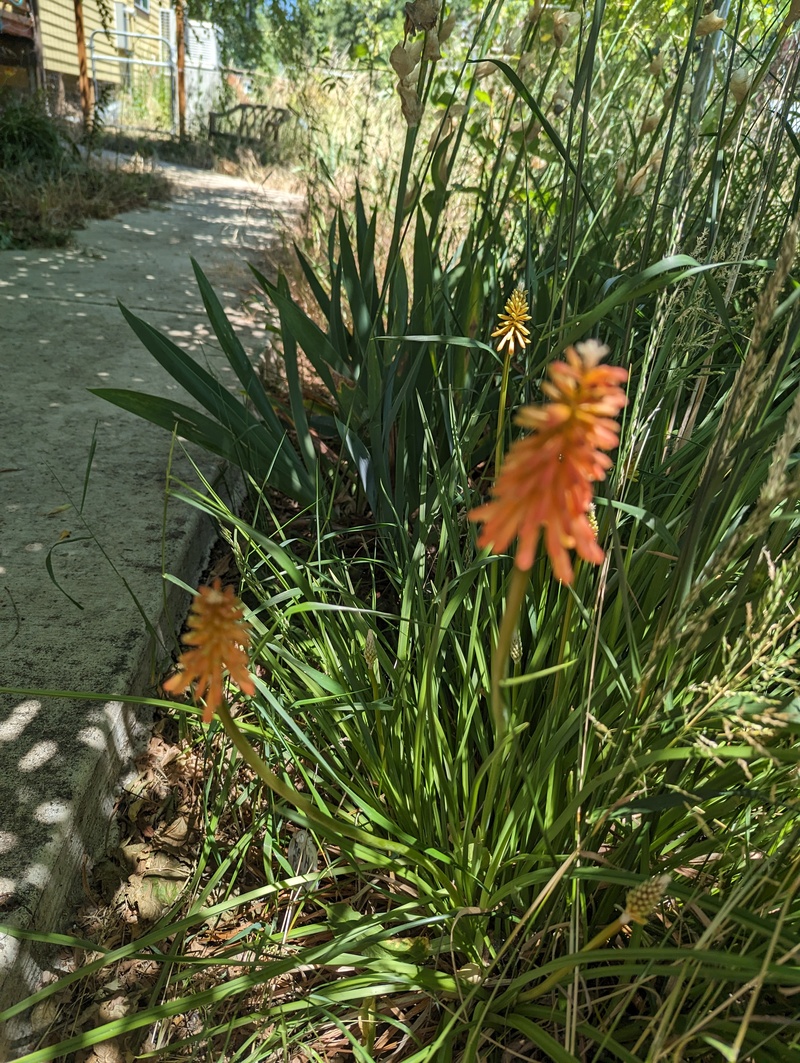 Red hot pokers.