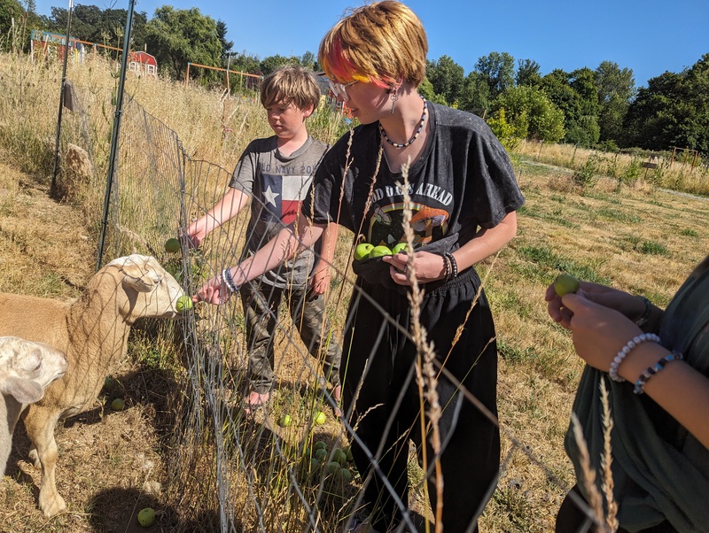 Sheep get apples.