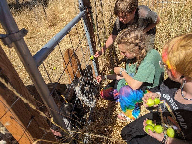 Goats get apples.