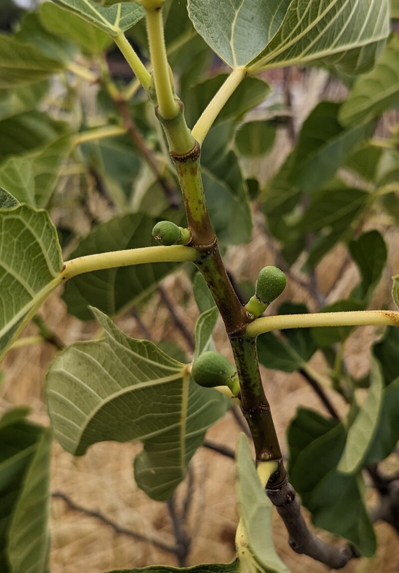 Cute little figs. Finally I might be able to eat a fig off our tree.