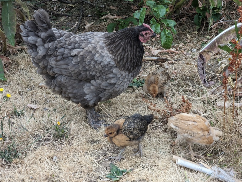 Miss Broody and her three chicks.