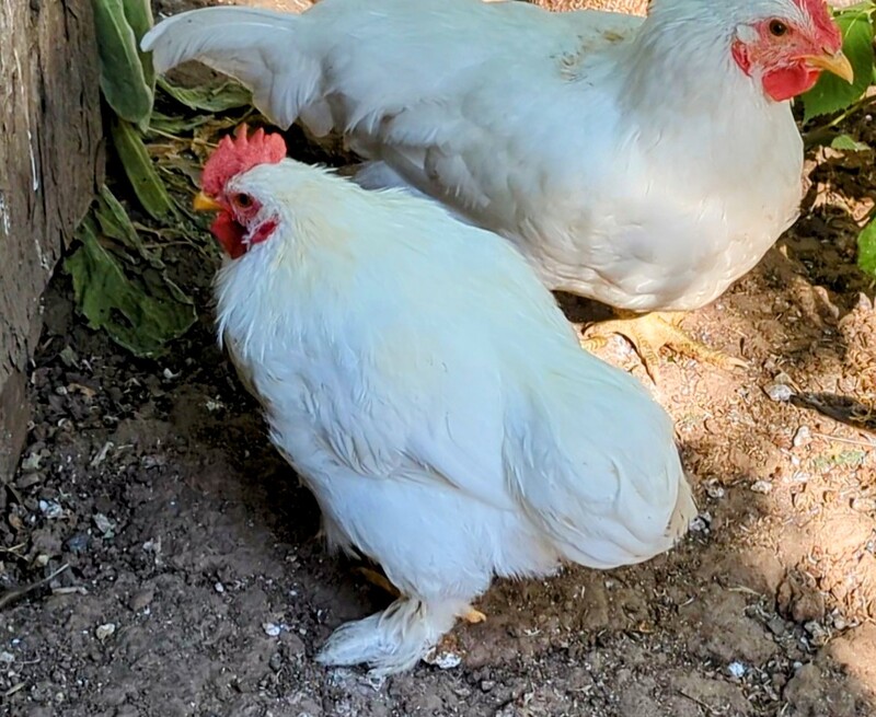 Chicken Little and Chicken Big. They are roosters and already posted on Craigslist