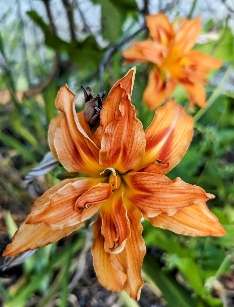 Double orange daylily.