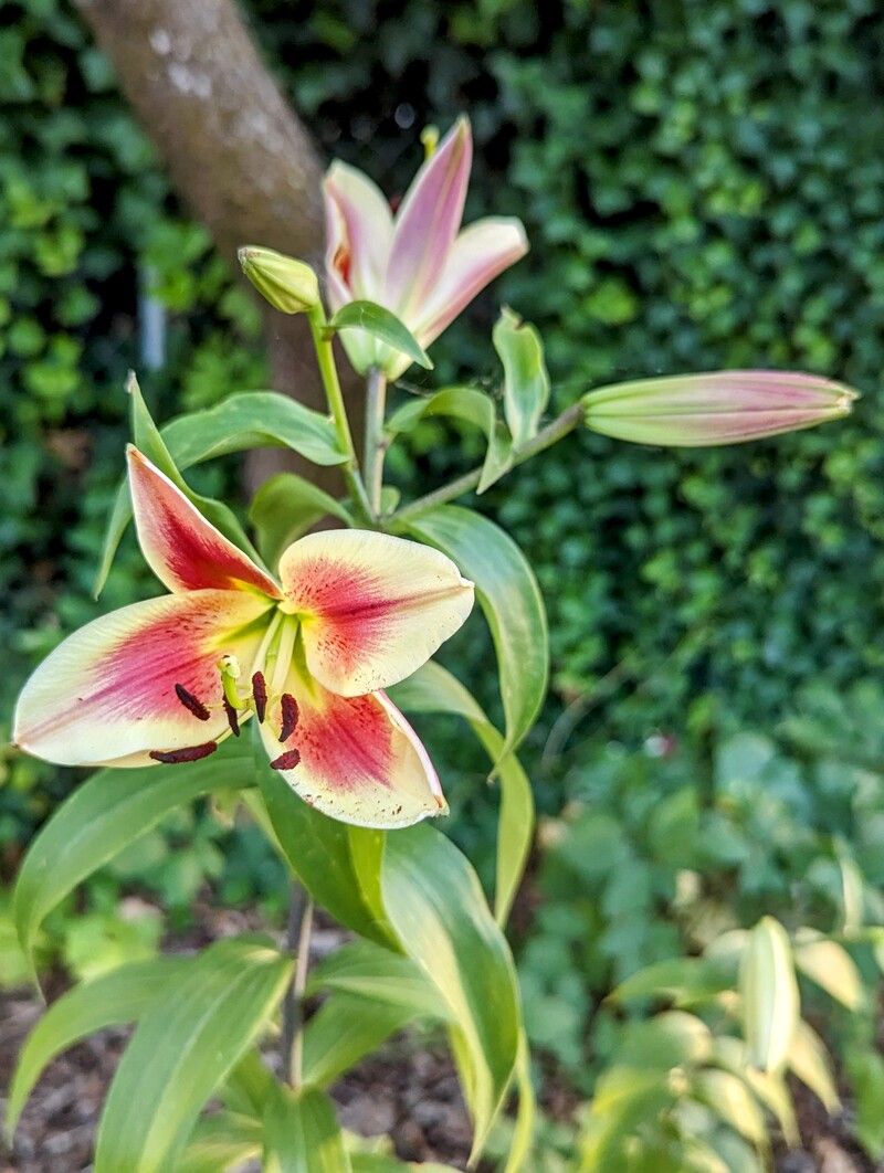 Tree Lily