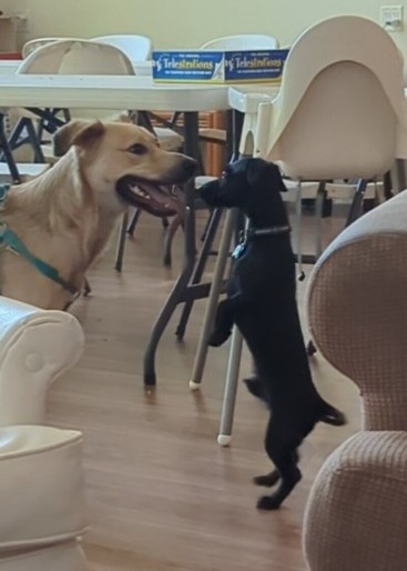 Doggies meet