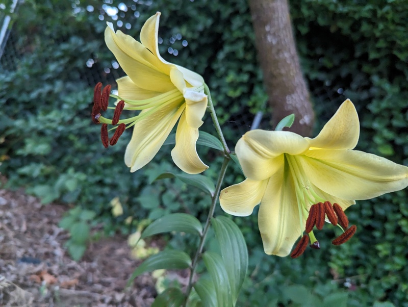Yellow tree Lily