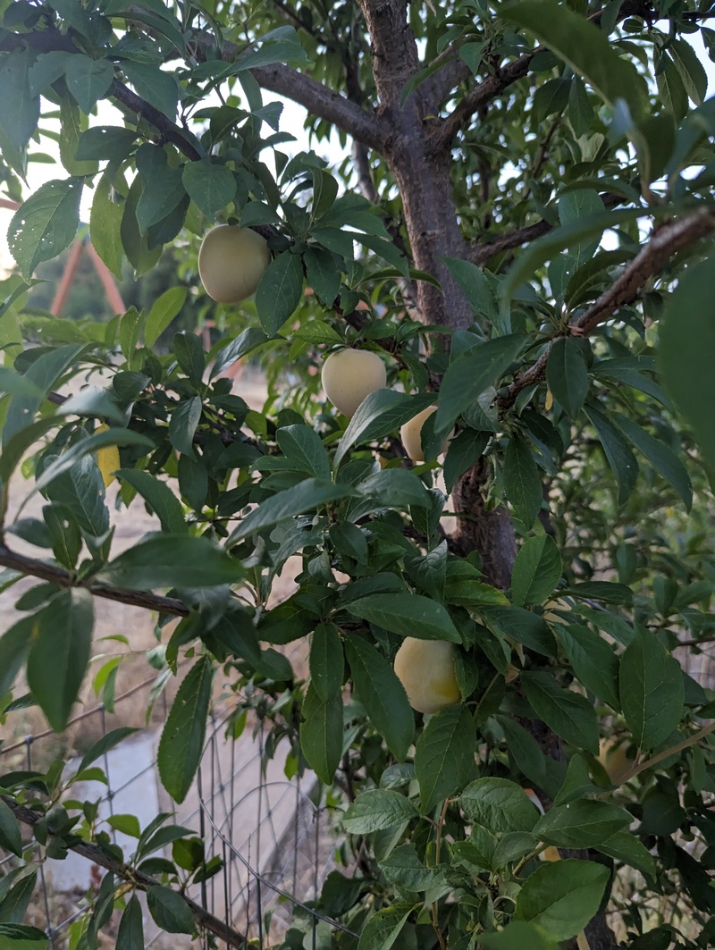 Plums. We have been enjoying eating these.