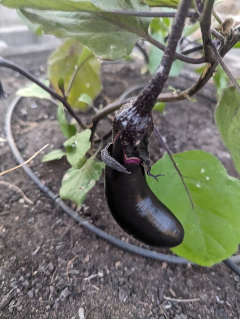 Our first Eggplant.