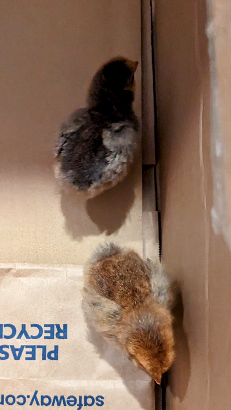 Two new chicks adopted into the living room after their mother was killed.