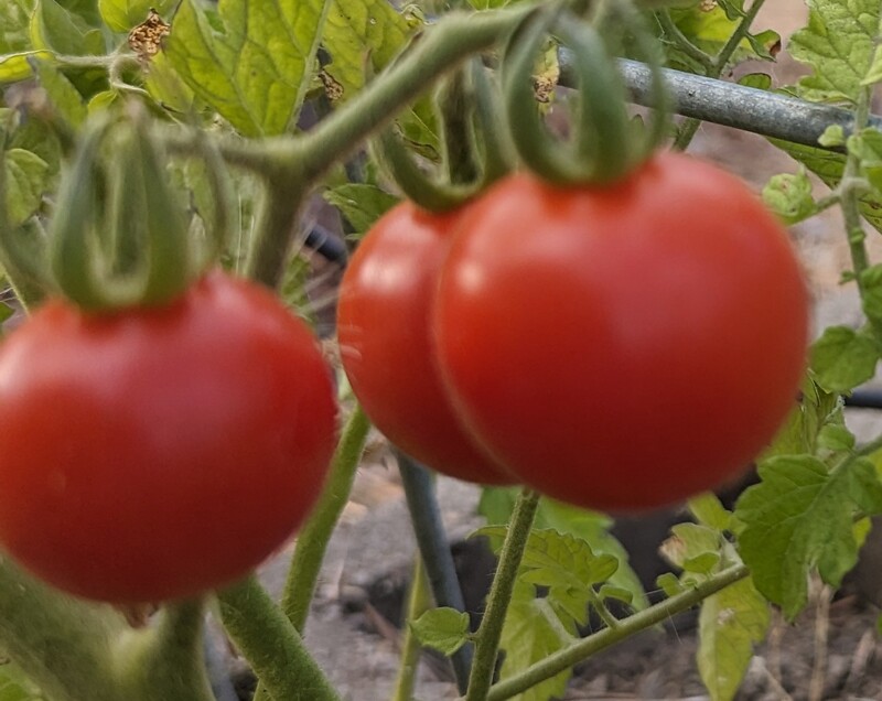 Rosewold Cherry Tomatoes.