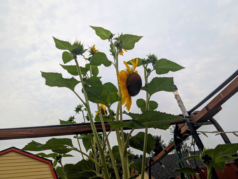 A very tall sunflower.
