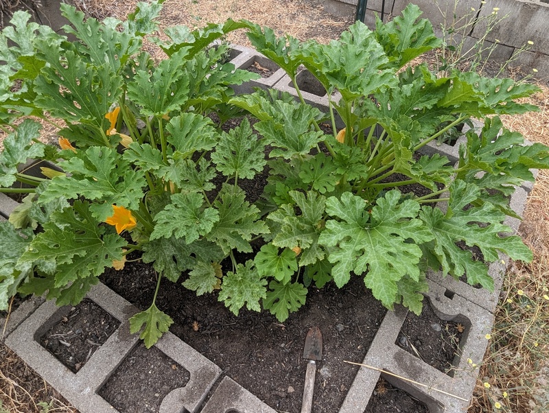 yellow zucchini? It some kind of squash