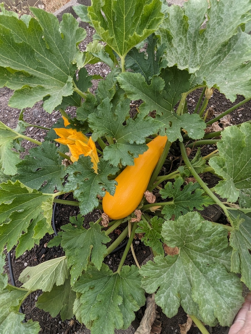 yellow zucchini