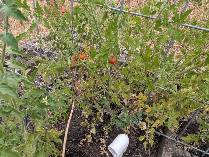 volunteer cherry tomatoes from last year.