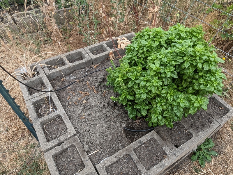 Basil plant