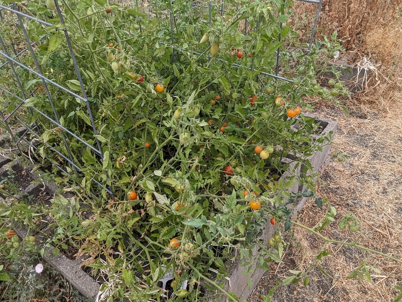 volunteer cherry tomatoes from last year. Sungold and Juliet.