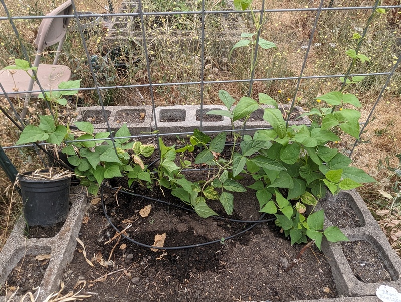 yard long beans