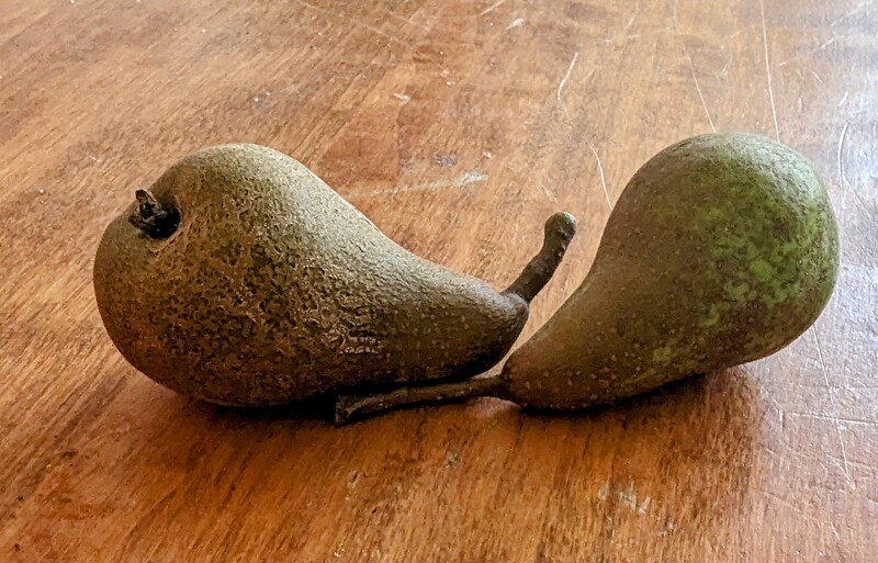 D'anjoú pears off a new tree.