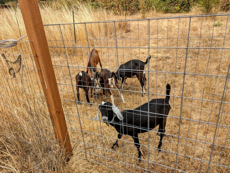 The six goats are in the blackberry section with the chickens.