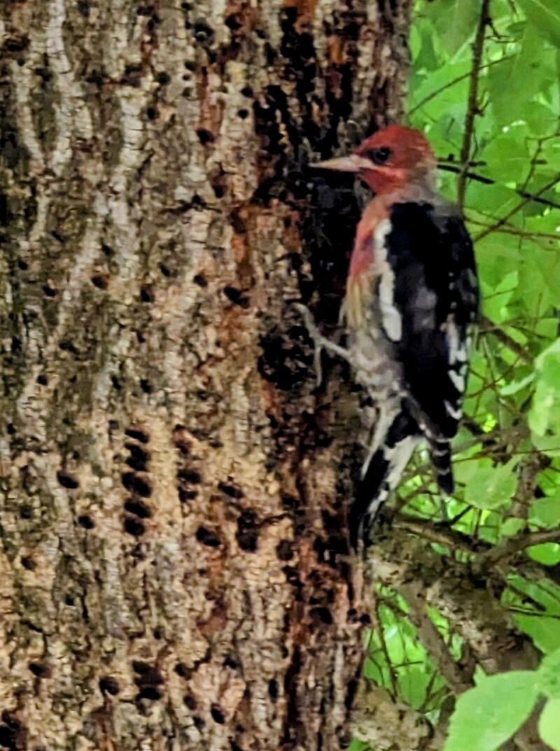 red .. woodpecker in the elm tree.
