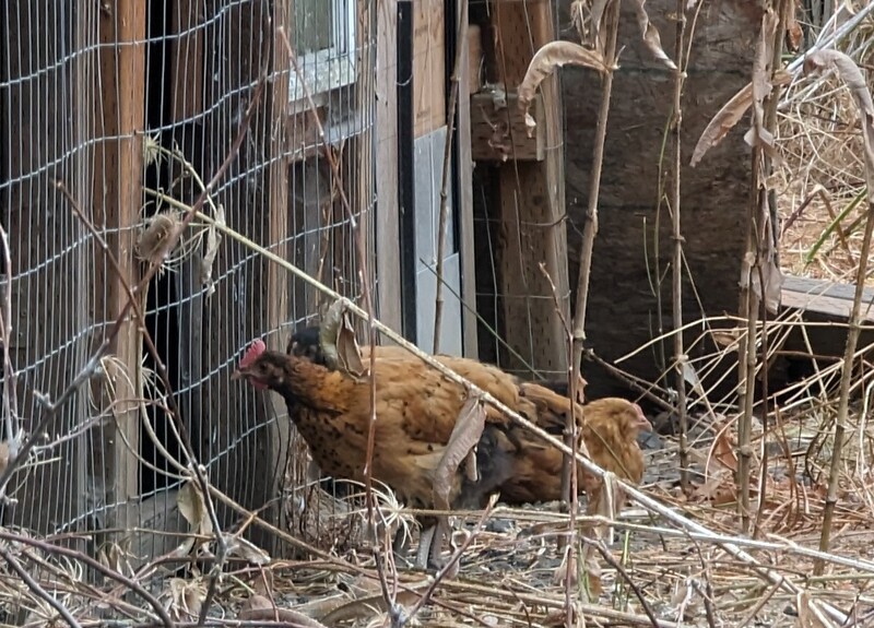 The three June chicks were very interested in the chicks.